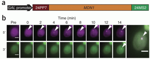 (a) Schematic showing the tagging of MDN1 gene wirh 5' PP7 loops and 3' MS2 loops. (b) Appearance of 5′ (magenta) and 3′ (green) transcription site signals at indicated times after induction. Final frames show an overlay of both signals. Adapted from Hocine et al. (2012)