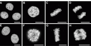 mNeonGreen fused to histone H2B shows the different stages of the chromosomes during cell division. Source: Shaner et al., (2013) Nature Methods 10:407-409.